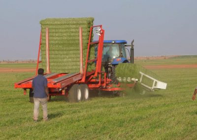 Rhodes Grass in Pakistan
